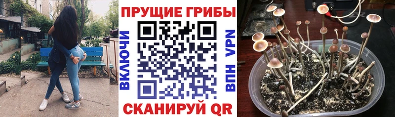 Галлюциногенные грибы Cubensis  Курлово 